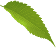 leaf