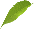 leaf